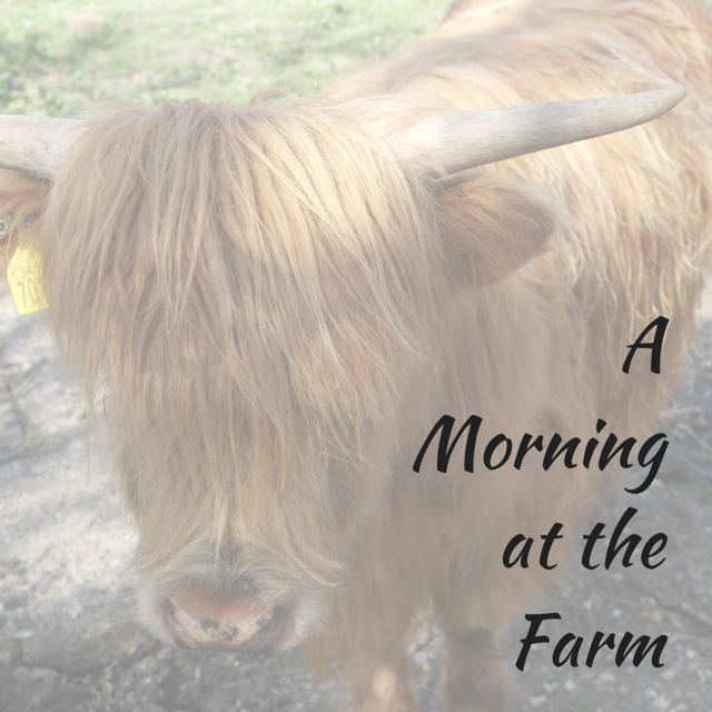 a morning at the farm