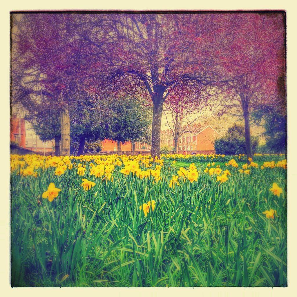 daffodils salisbury arts centre