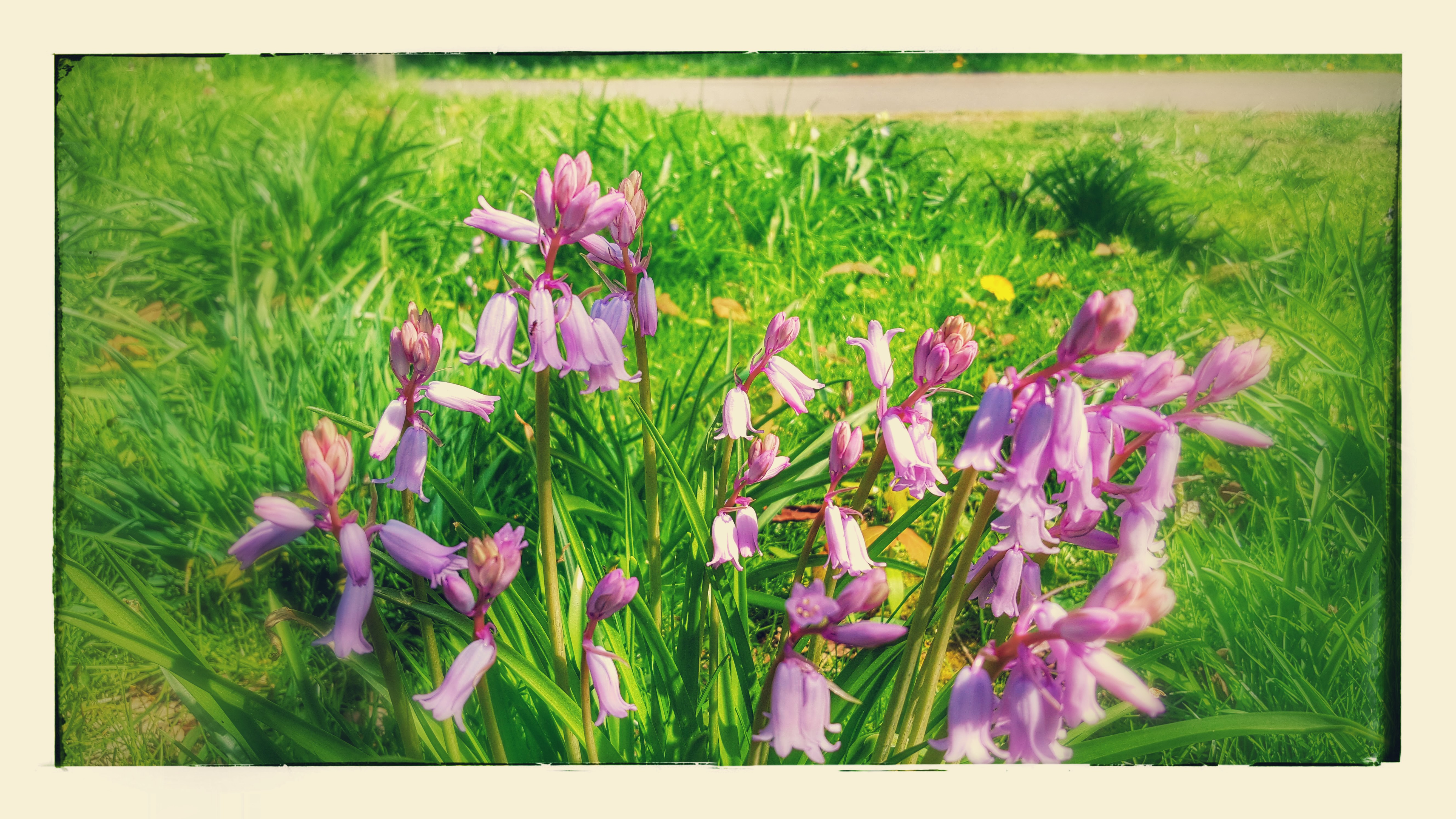 bluebells