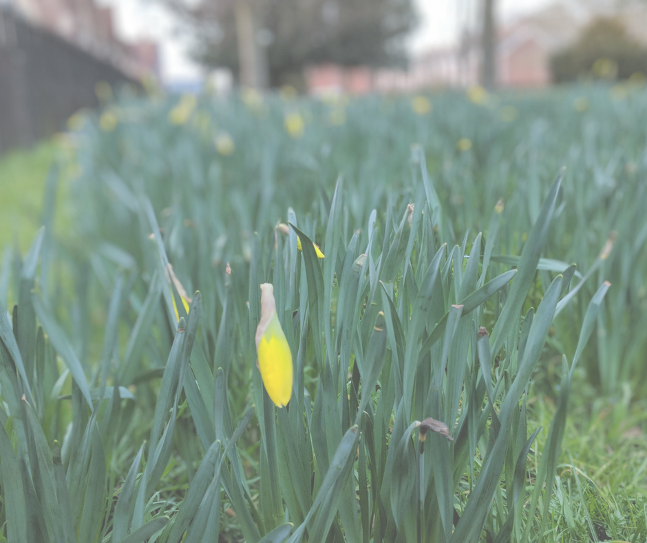 daffodils-arts-centre