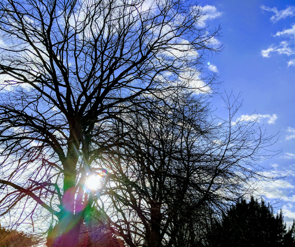 blue-sky-trees-sun