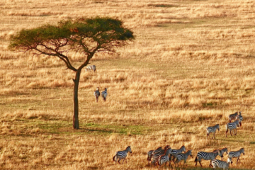 south-africa-zebra