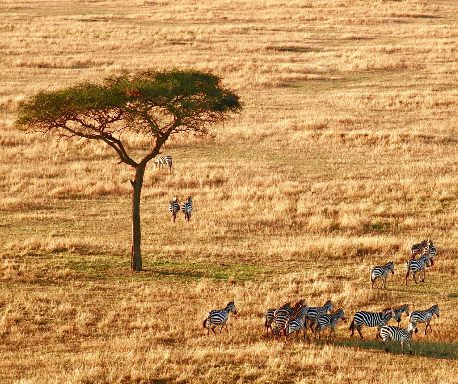 south-africa-zebra